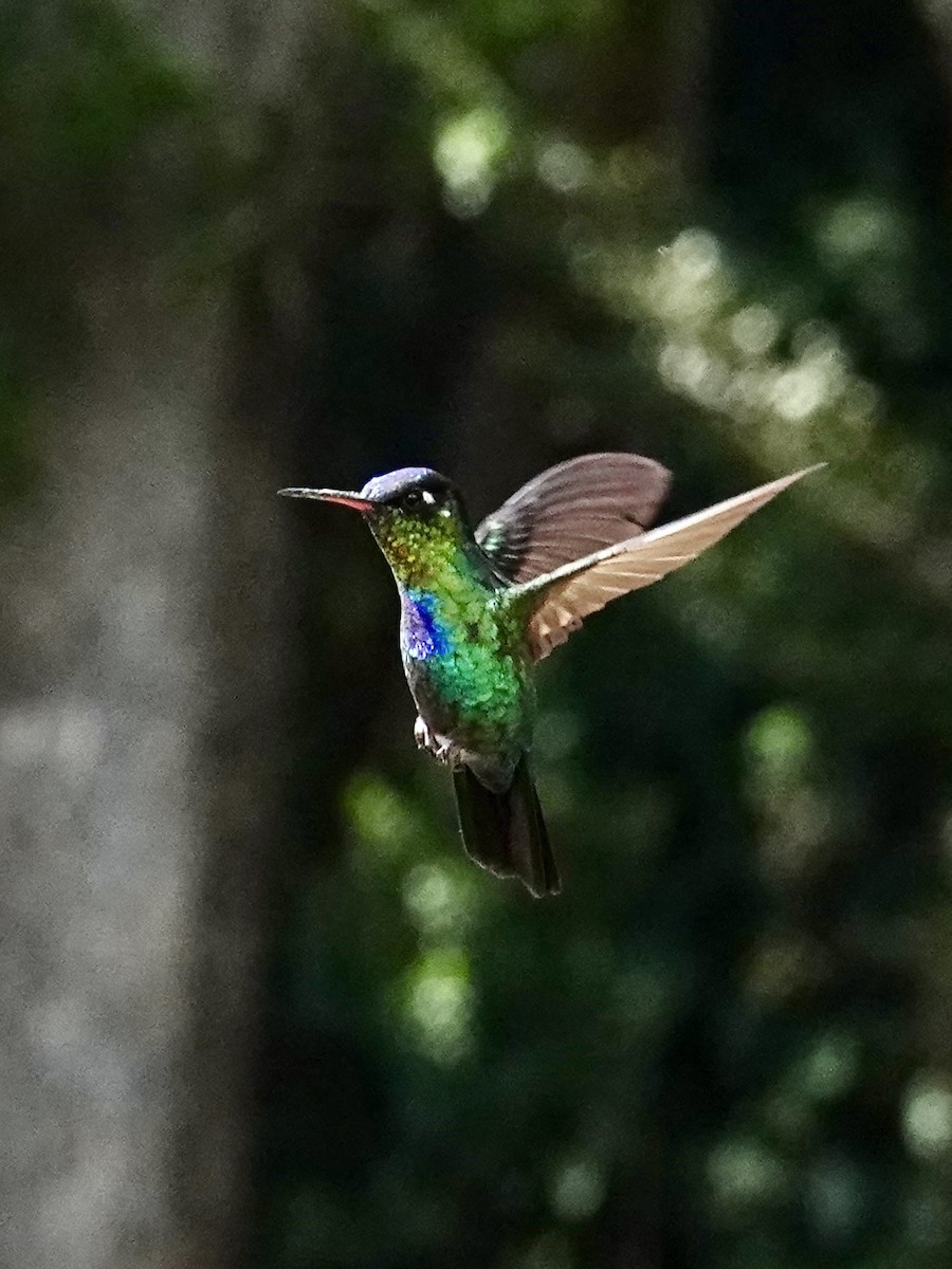 ildstrupekolibri - ML641293060