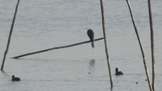 Pygmy Cormorant - ML641293071