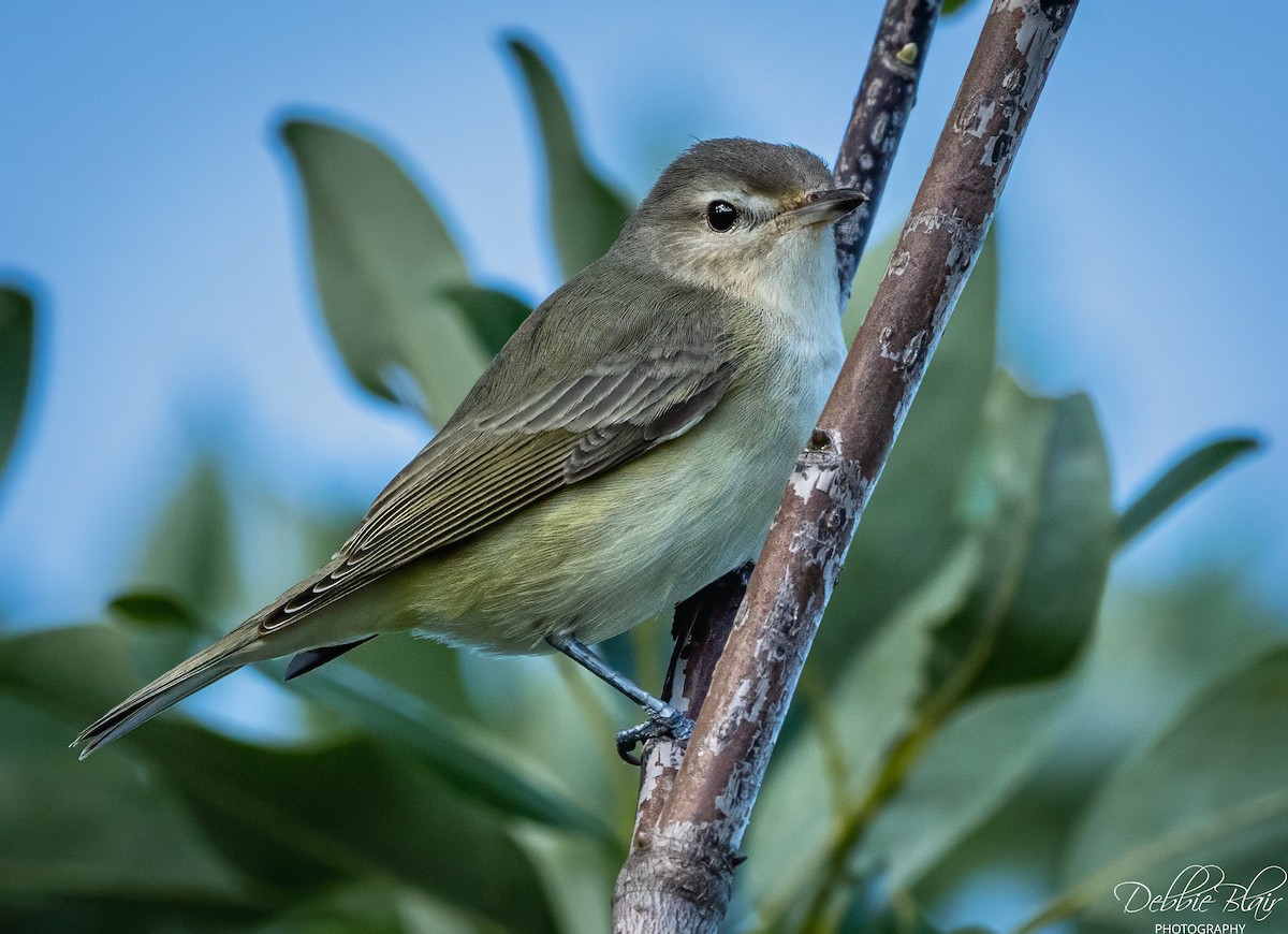 sangvireo - ML641293075