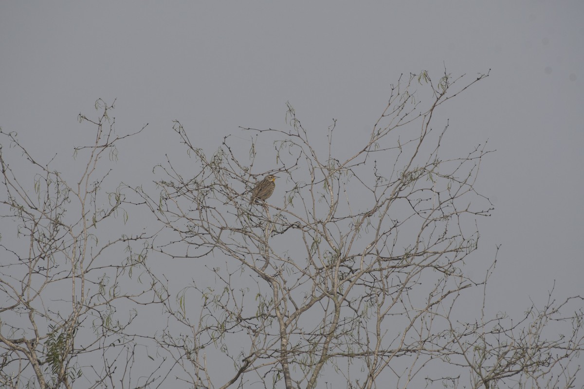 Eastern Meadowlark - ML641293098