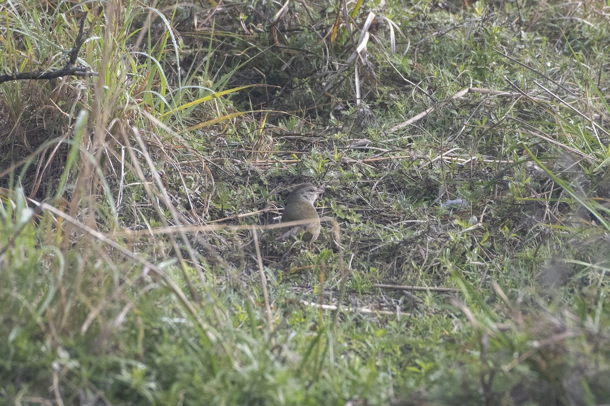 Olive Sparrow - ML641293103