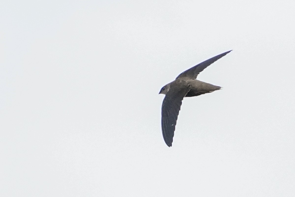 Chimney Swift - ML641293109