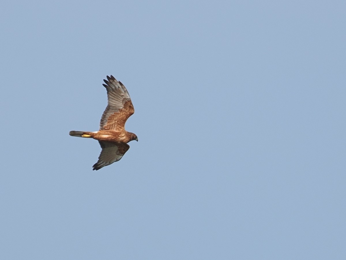 Swamp Harrier - ML641293110
