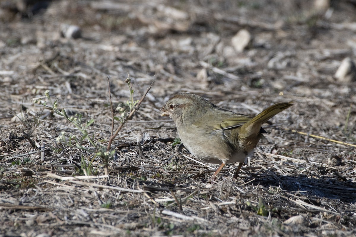 Olive Sparrow - ML641293112