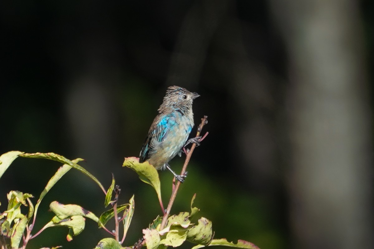 Indigo Bunting - ML641293117