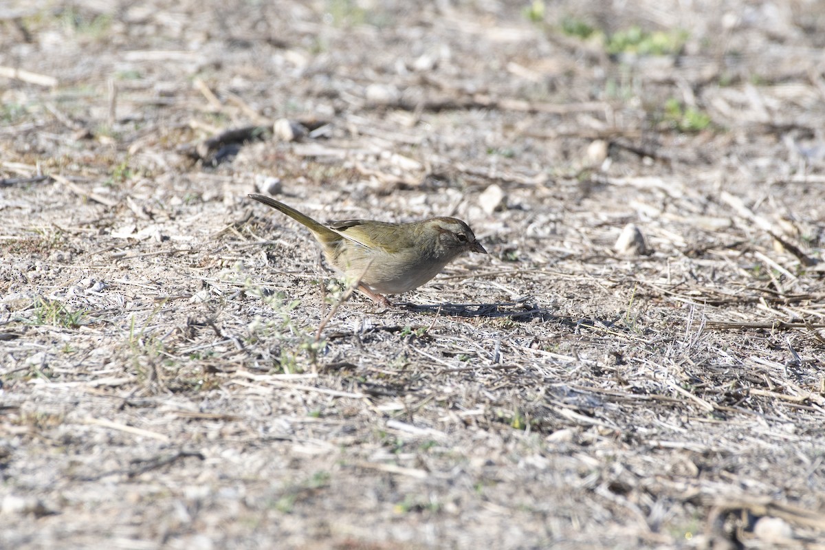 Olive Sparrow - ML641293118