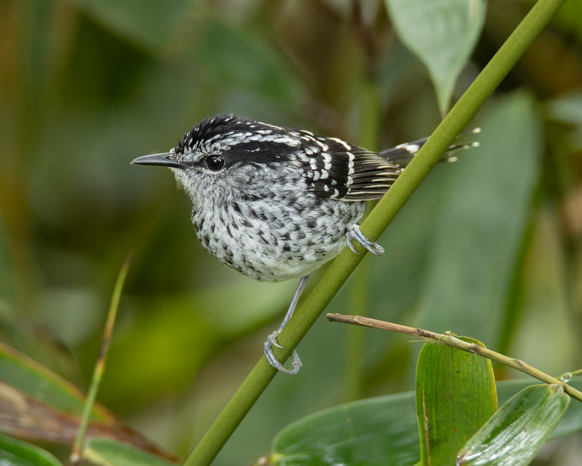 Scaled Antbird - ML641293130