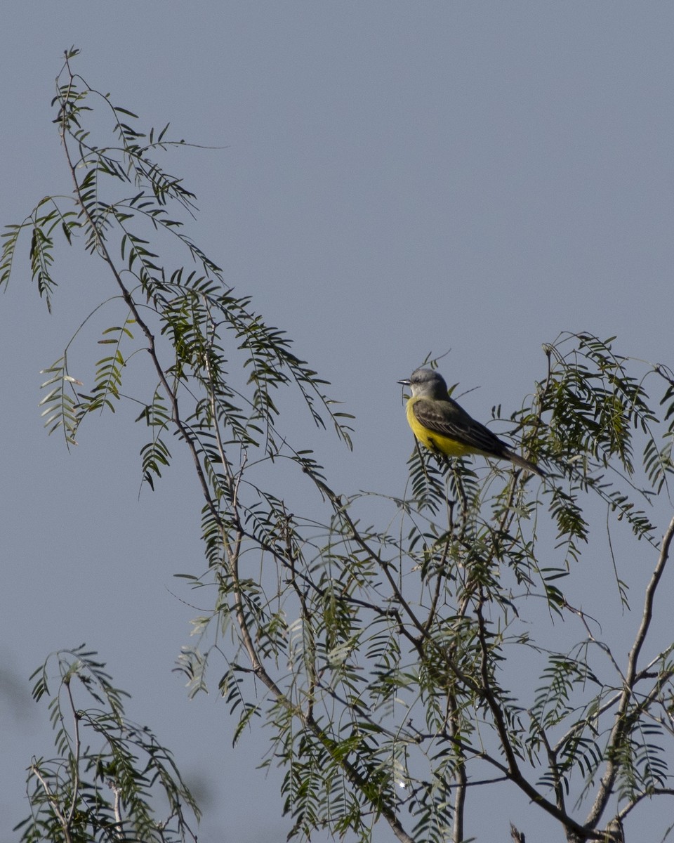 Couch's Kingbird - ML641293132