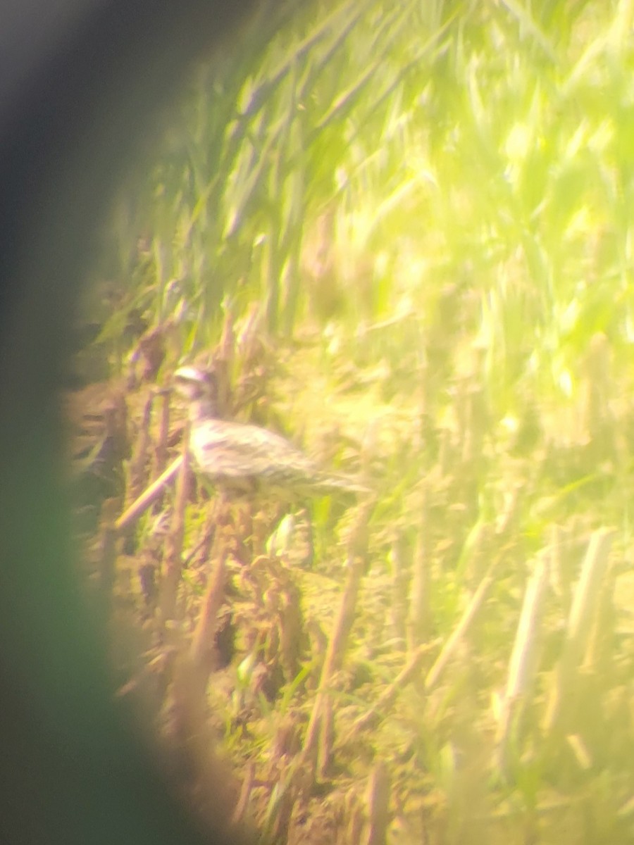 American Golden-Plover - ML641293133