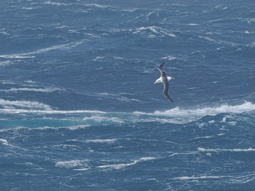 White-capped Albatross - ML641293153