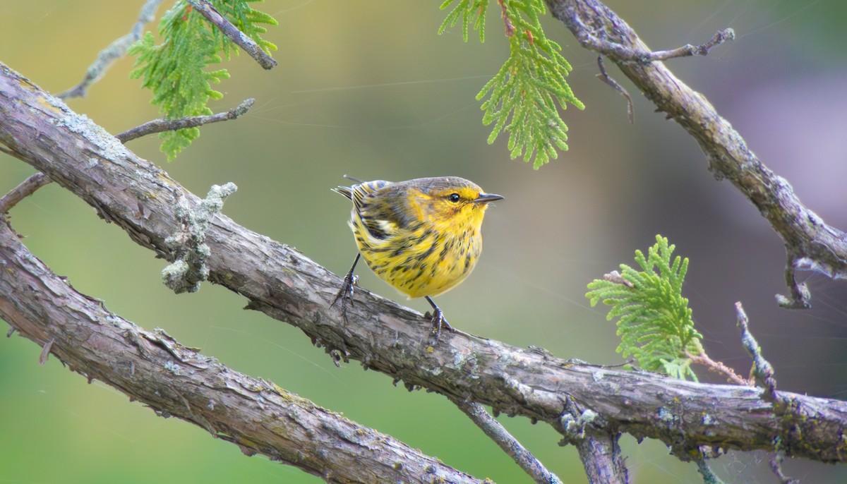 Cape May Warbler - ML641293154