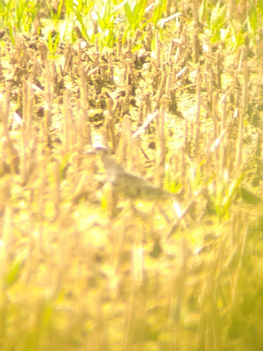 American Golden-Plover - ML641293157
