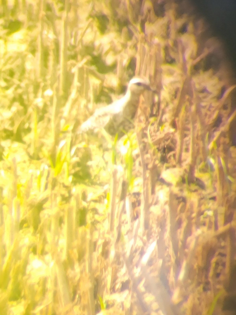 American Golden-Plover - ML641293159