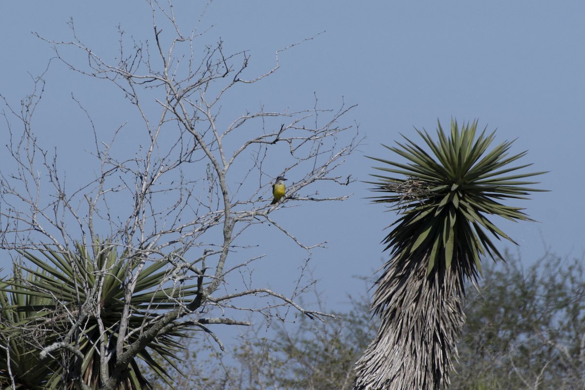 Couch's Kingbird - ML641293167
