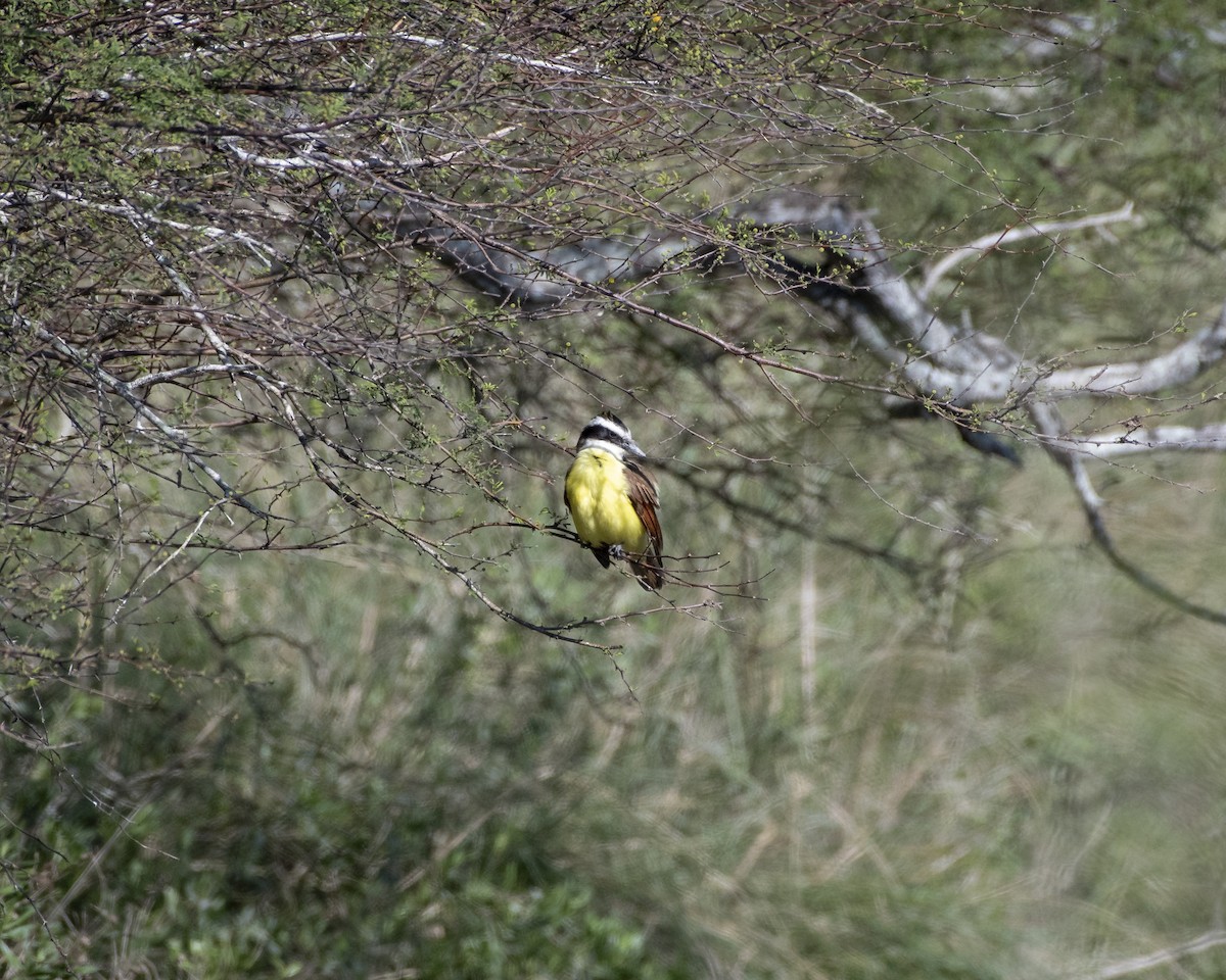 Great Kiskadee - ML641293173