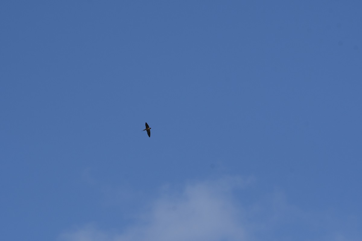 Barn Swallow - ML641293182