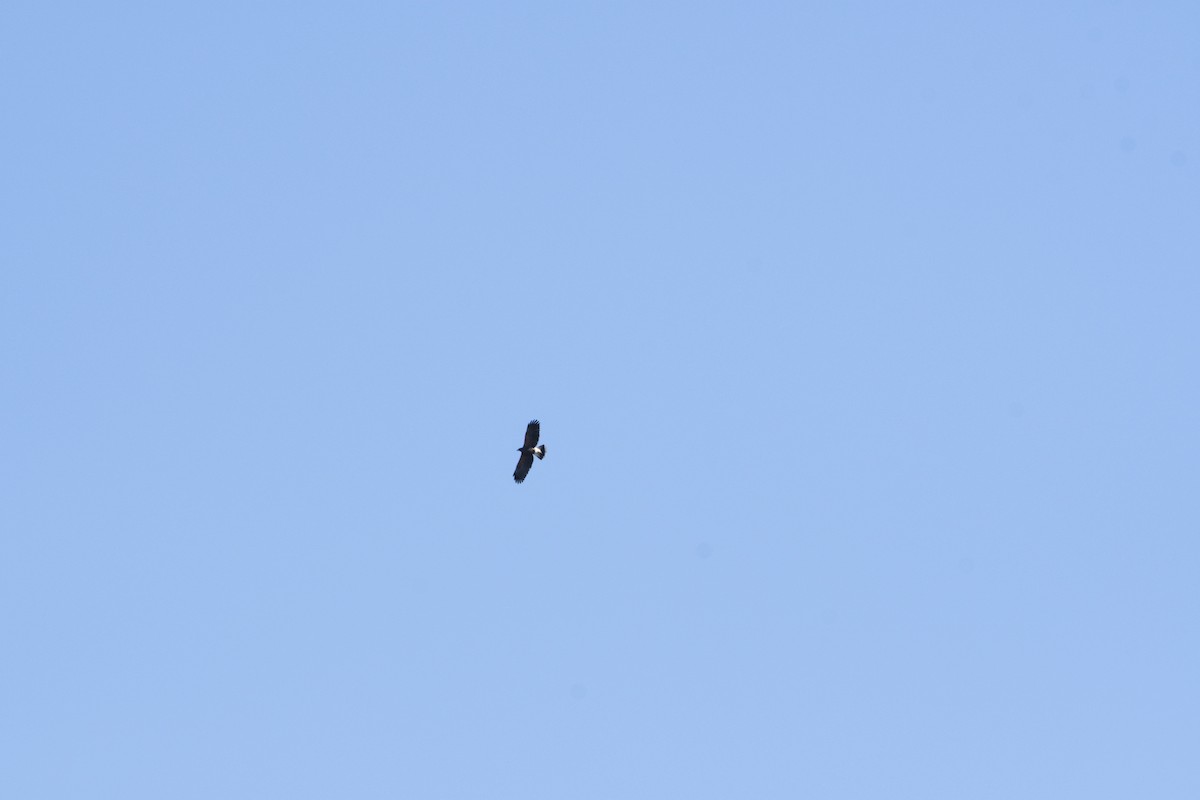 Harris's Hawk - ML641293187