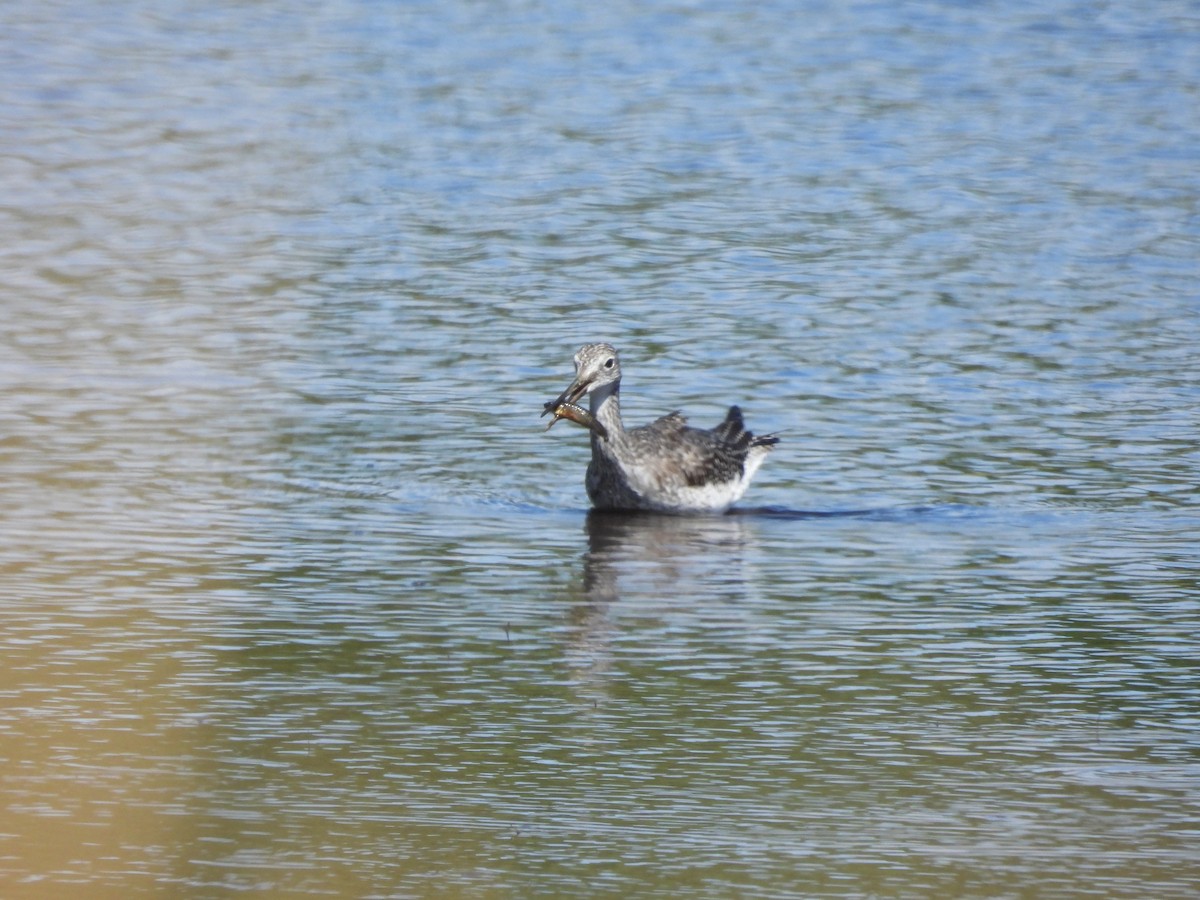 Greater Yellowlegs - ML641293202
