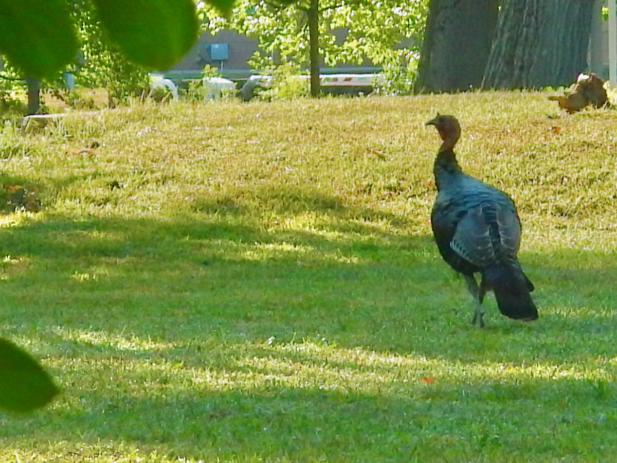 Wild Turkey - ML641293219