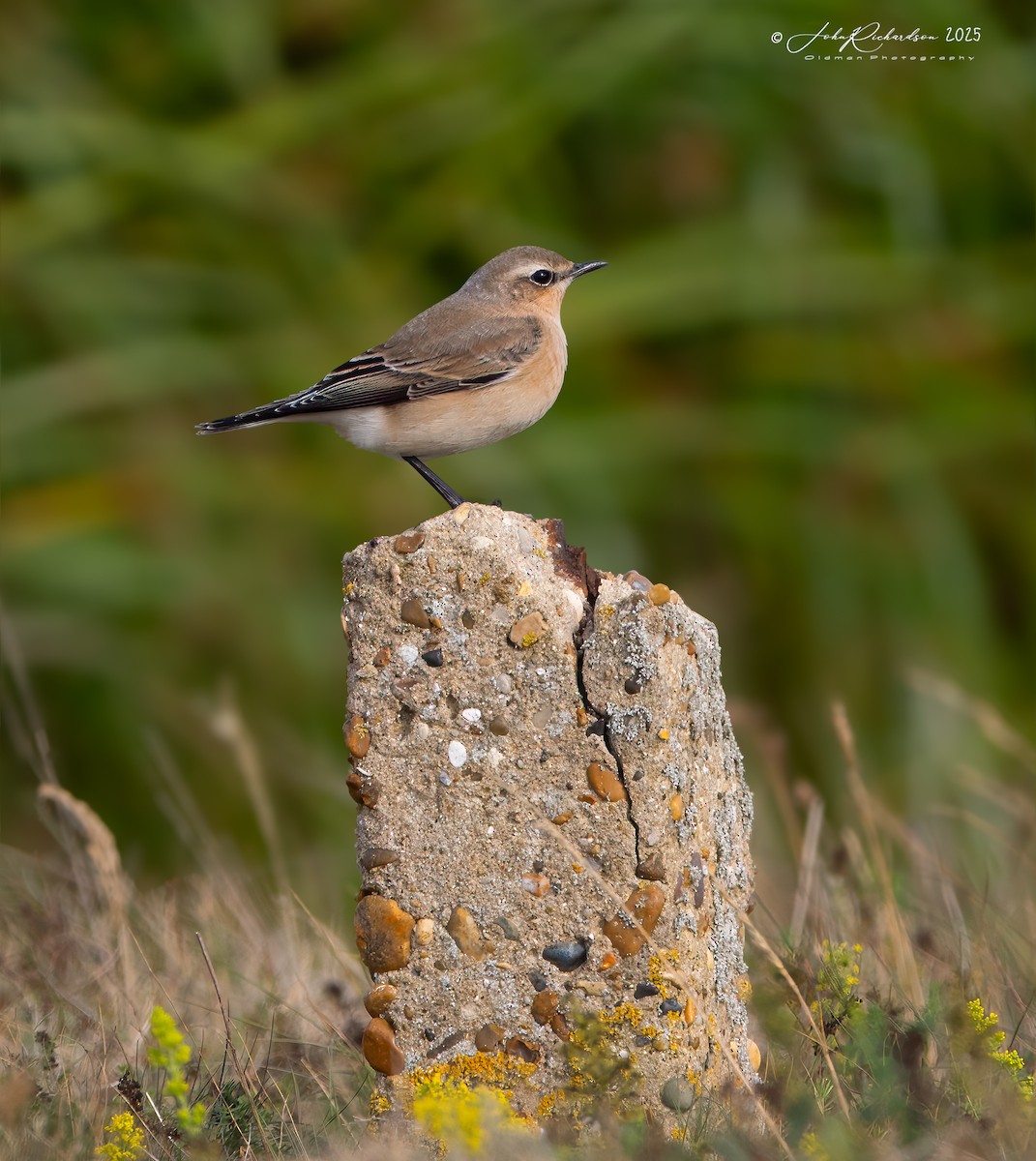 Northern Wheatear (Eurasian) - ML641293226