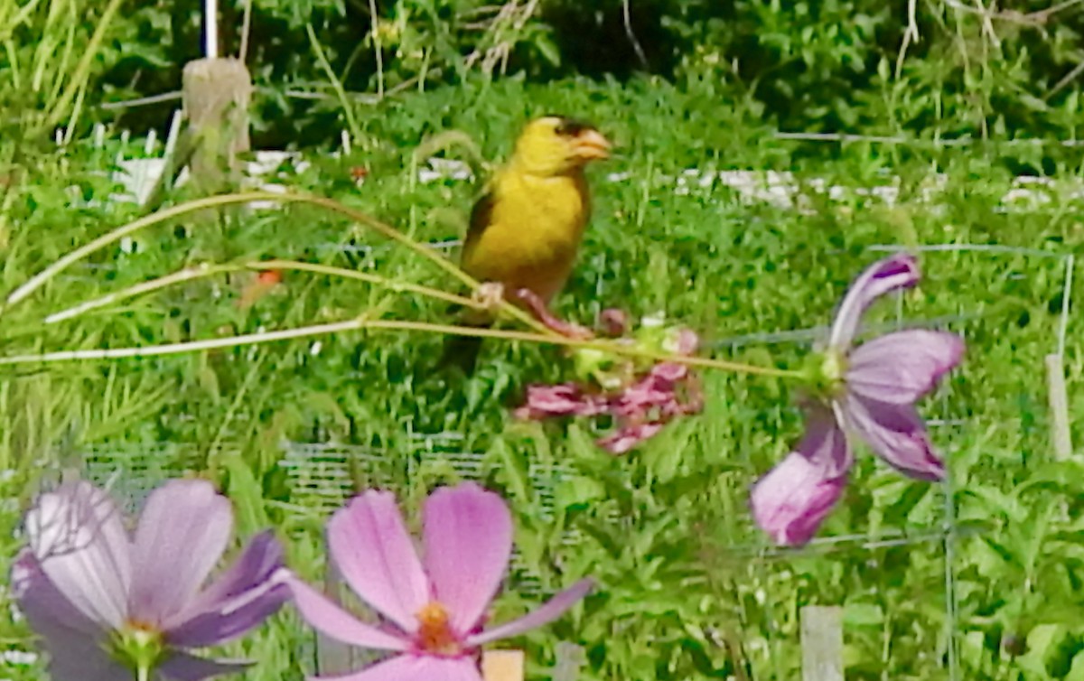 American Goldfinch - ML641293233
