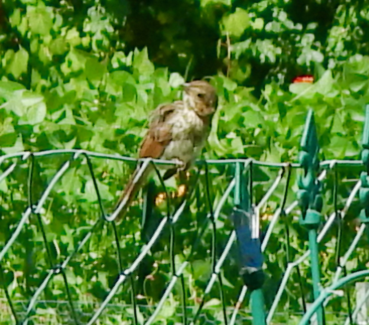 Song Sparrow (melodia/atlantica) - ML641293242