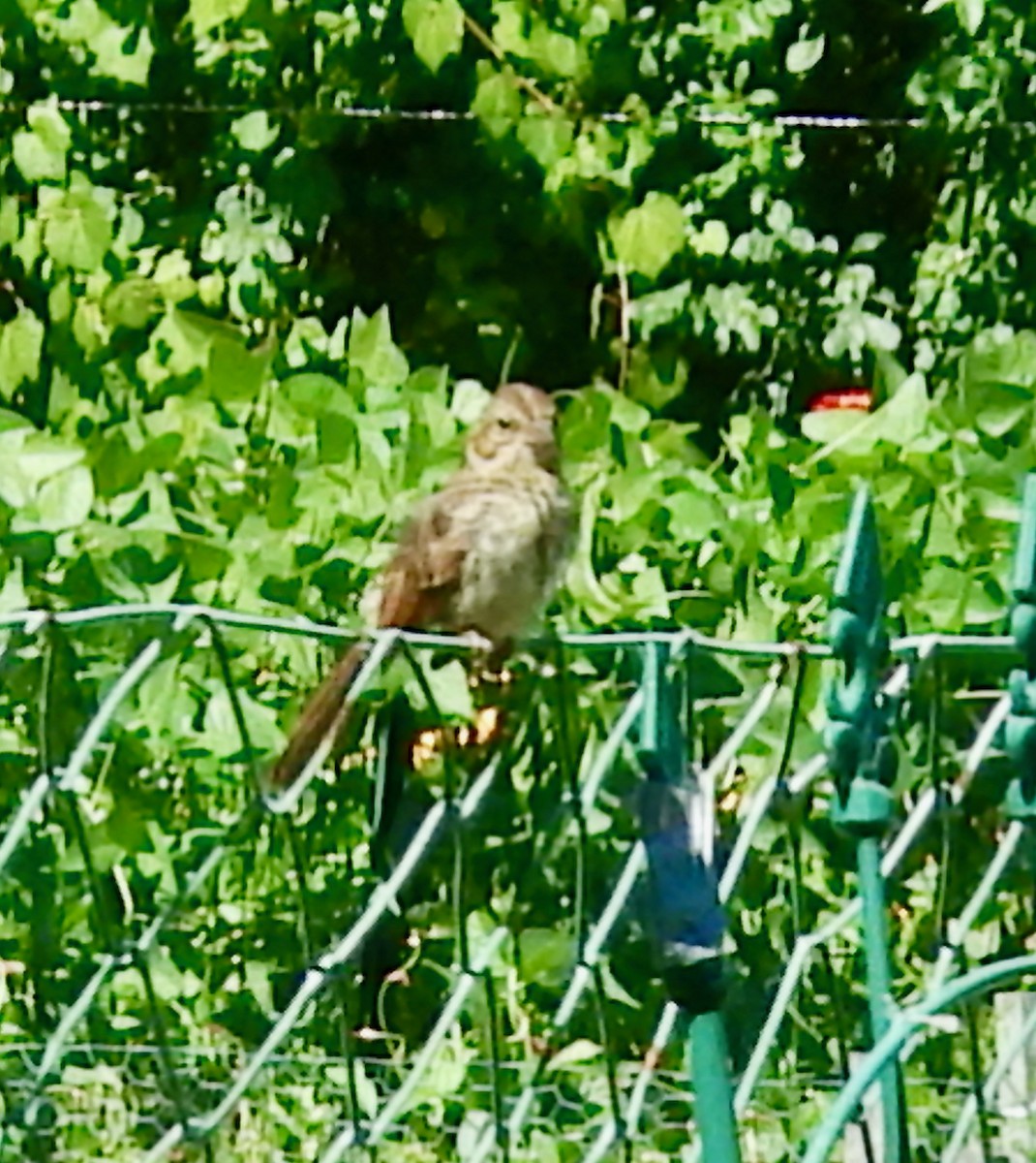 Song Sparrow (melodia/atlantica) - ML641293243