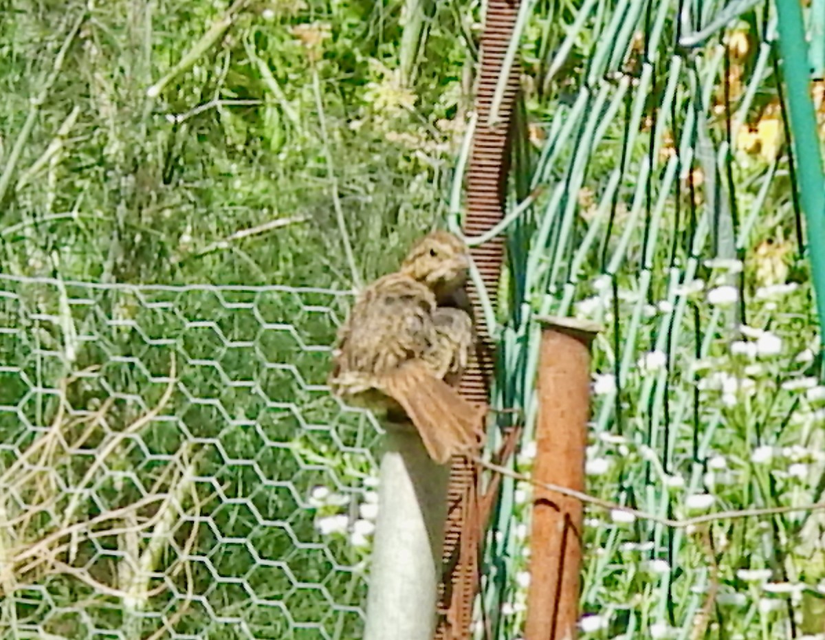 Song Sparrow (melodia/atlantica) - ML641293244