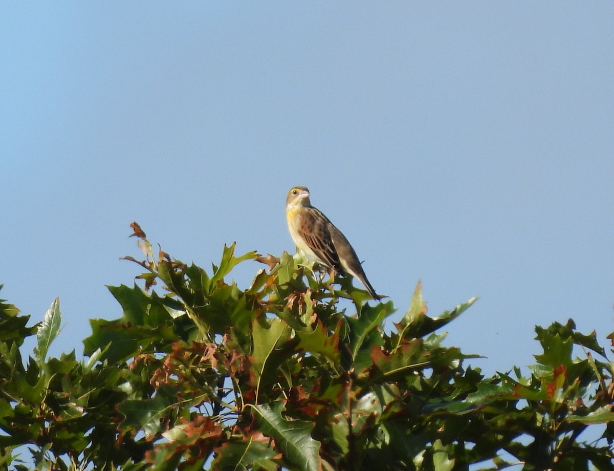 Dickcissel - ML641293284