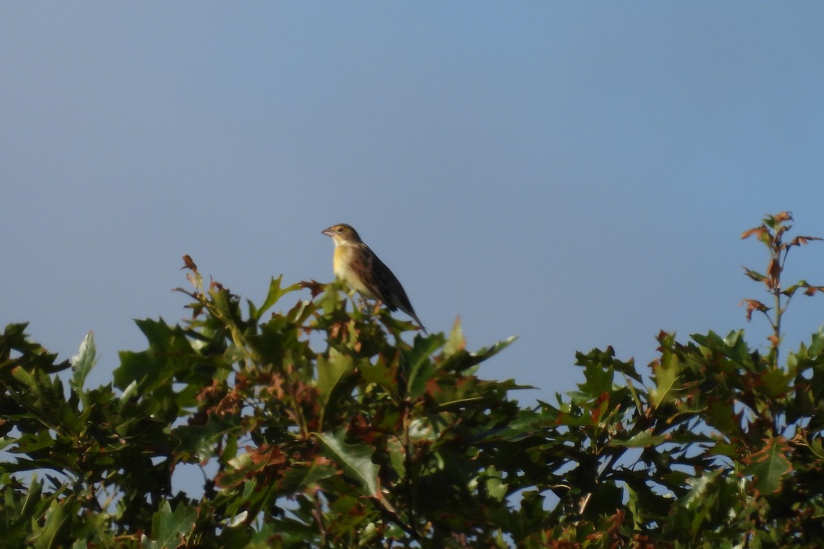 Dickcissel - ML641293285