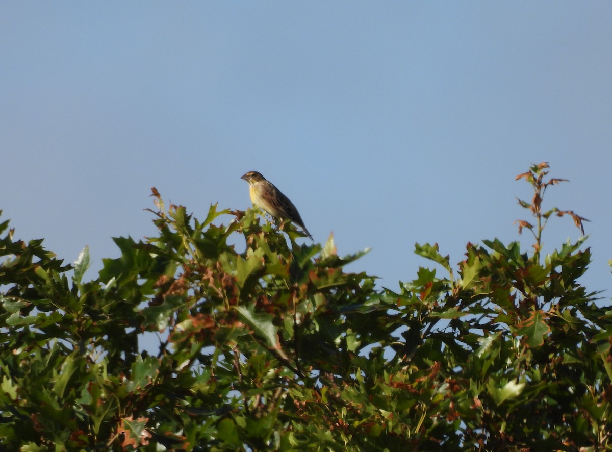 Dickcissel - ML641293286