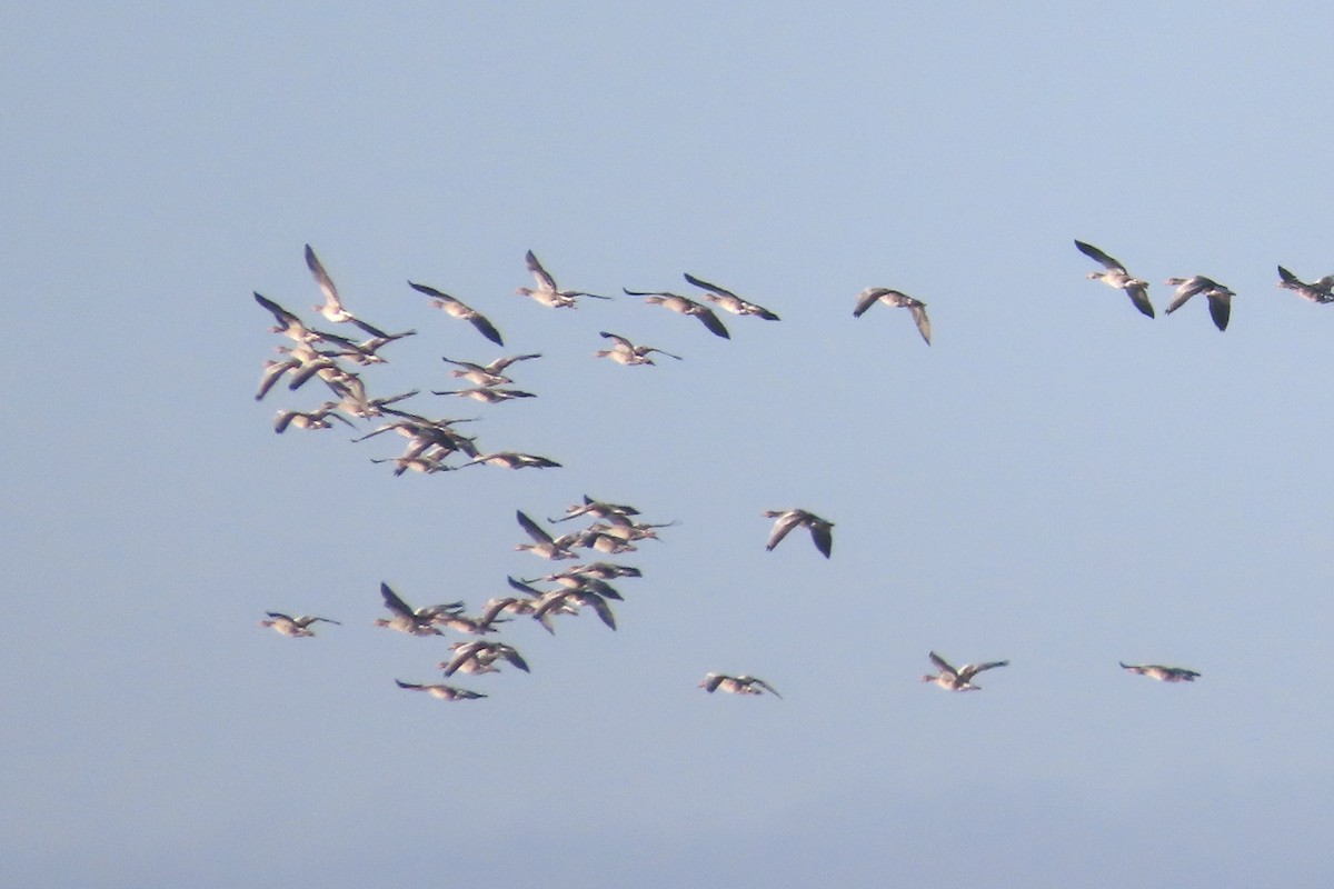 Graylag Goose - ML641293297