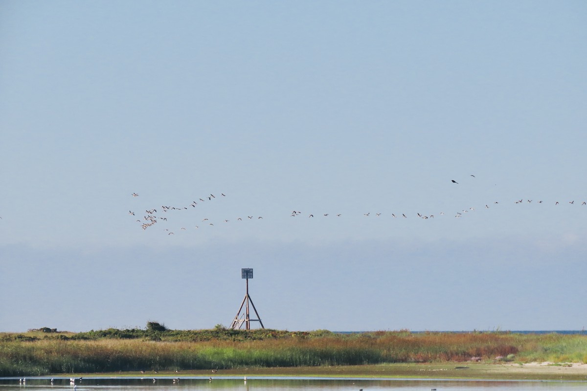Graylag Goose - ML641293298