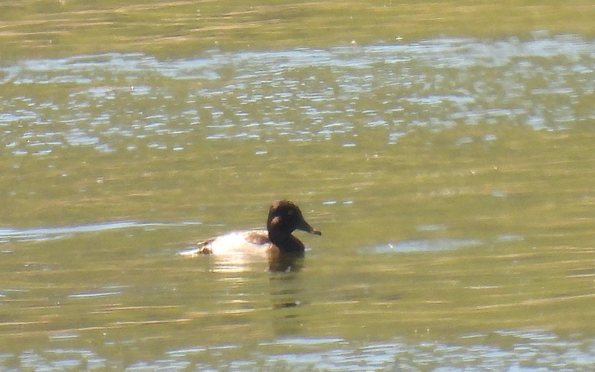Ring-necked Duck - ML641293302