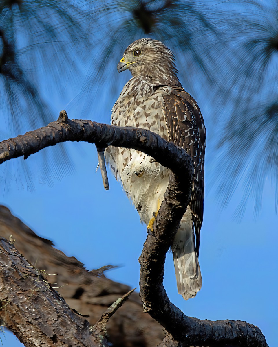 Red-shouldered Hawk - ML641293305
