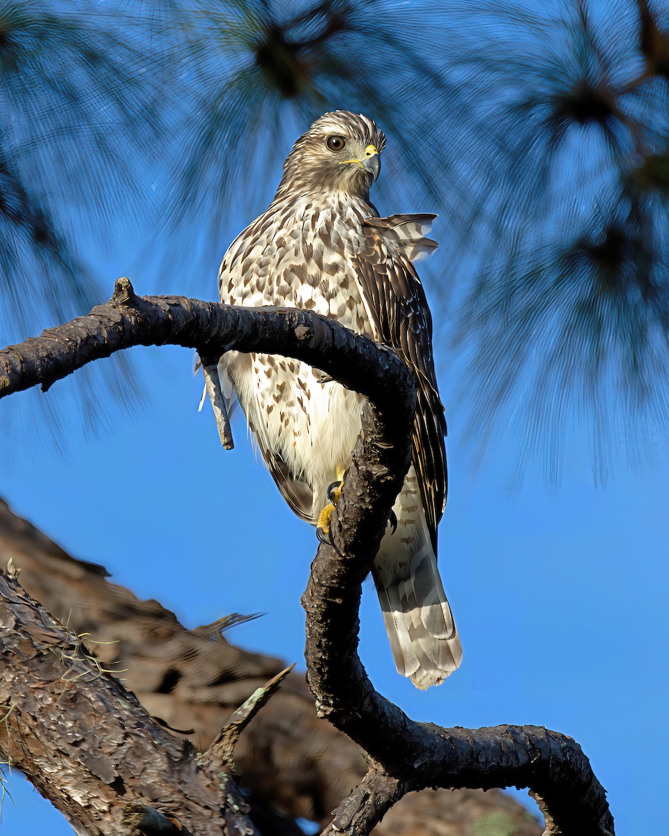 Red-shouldered Hawk - ML641293306