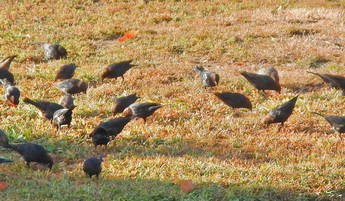 Brown-headed Cowbird - ML641293307