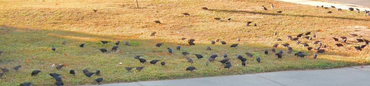 Brown-headed Cowbird - ML641293308