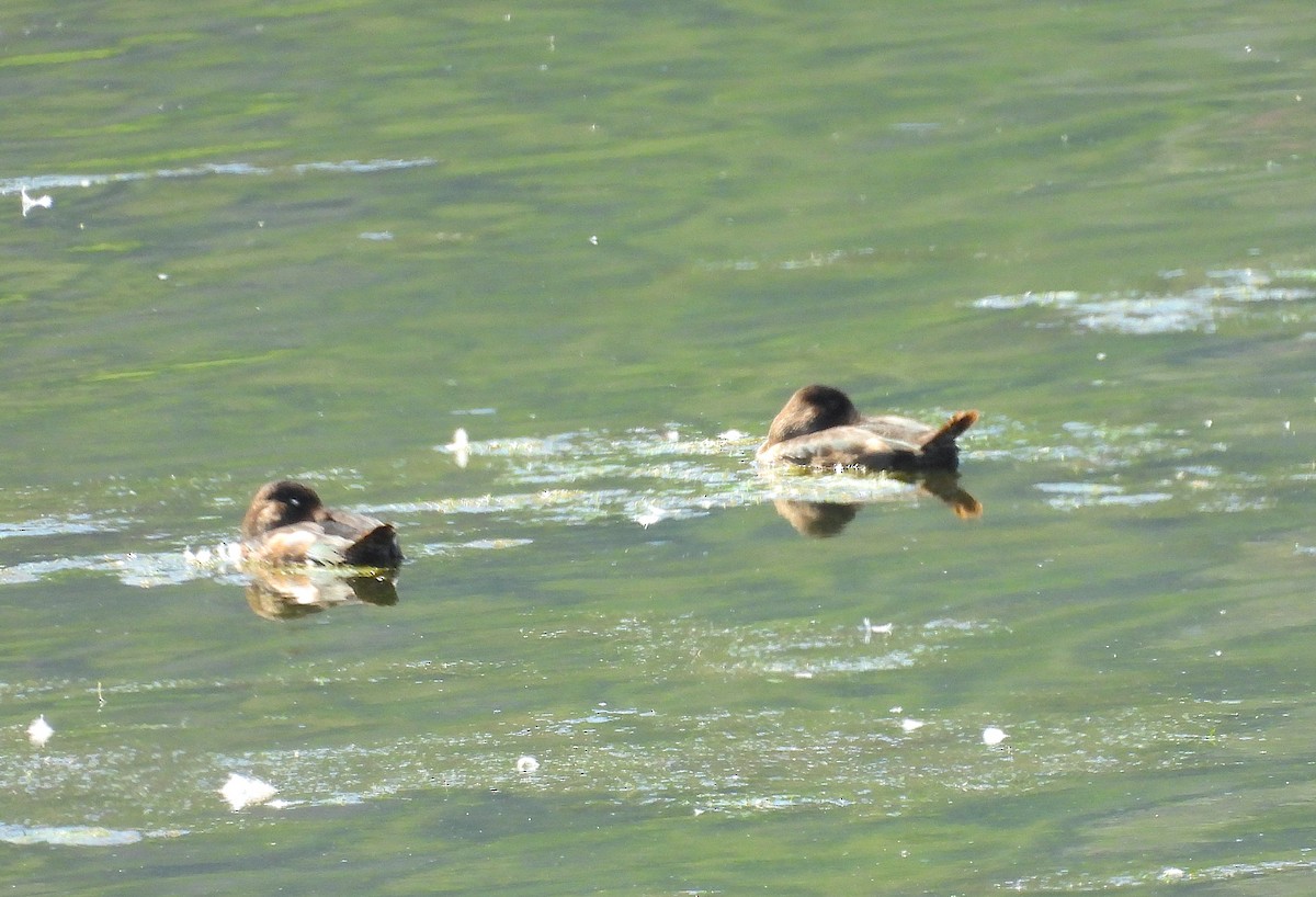 Ring-necked Duck - ML641293310