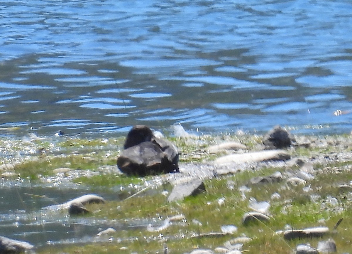 Ring-necked Duck - ML641293312