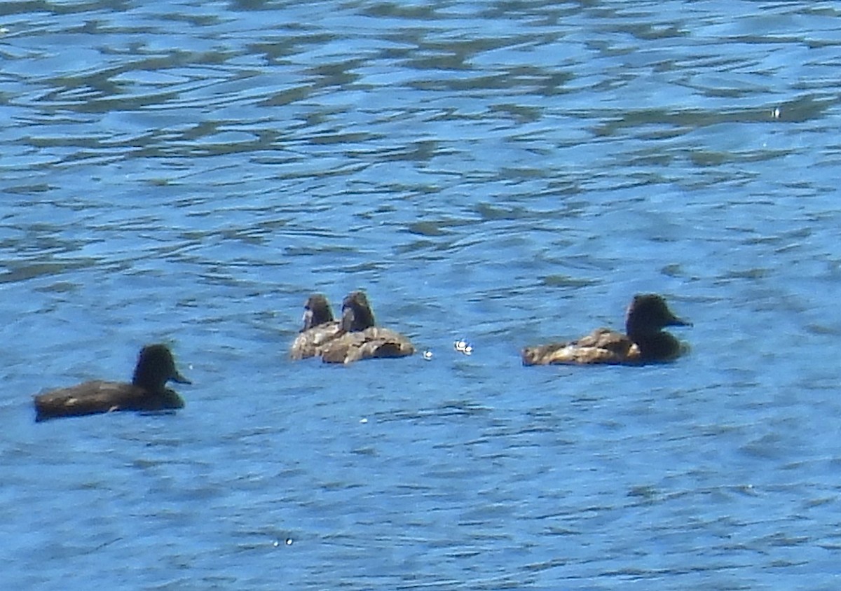 Ring-necked Duck - ML641293313