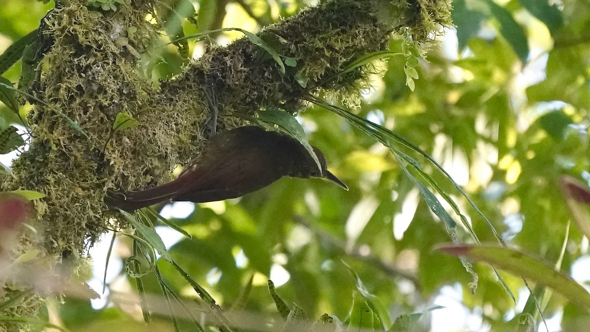Spotted Woodcreeper - ML641293333