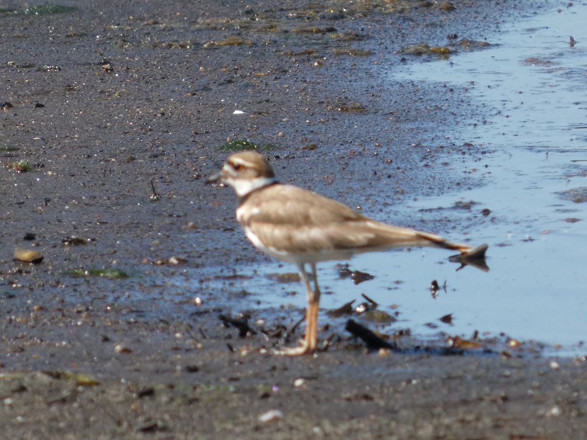 Killdeer - ML641293366