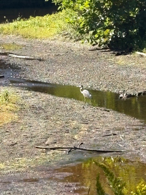 Great Blue Heron - ML641293371
