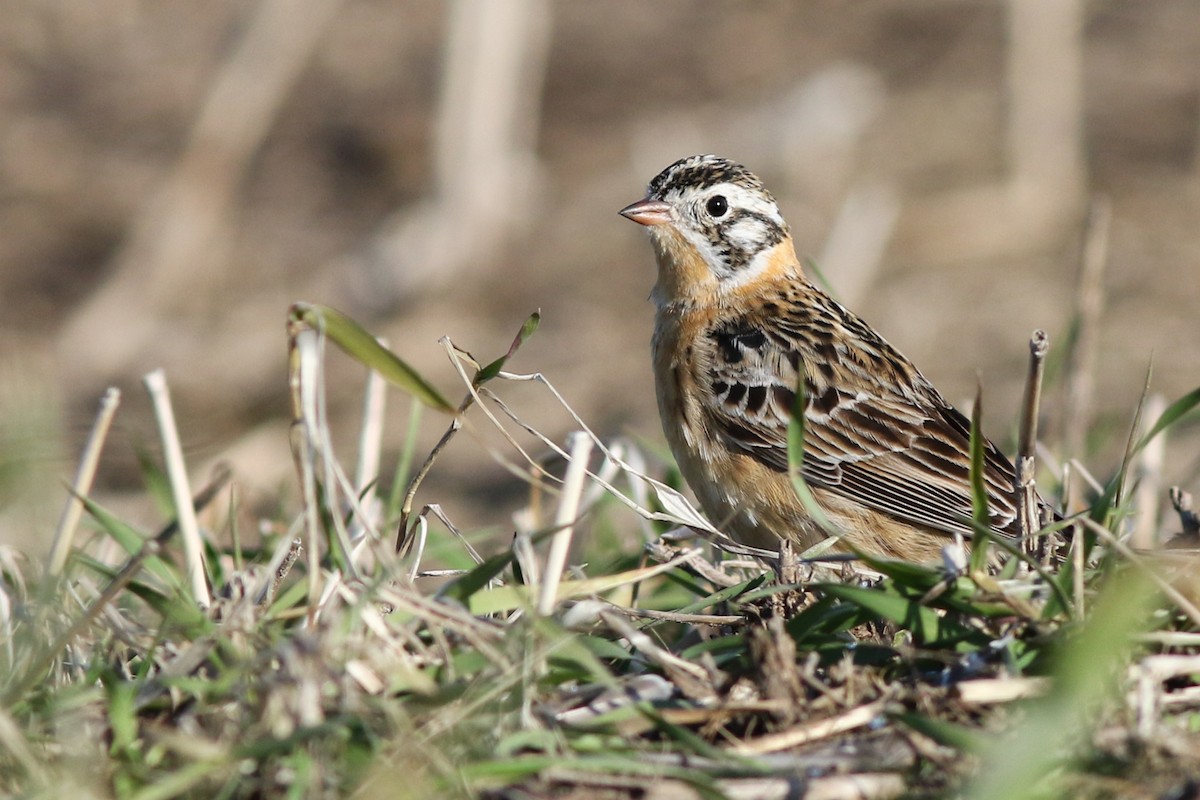Smith's Longspur - ML641293380