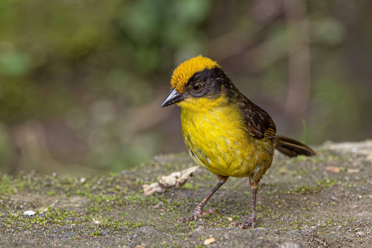 Choco Brushfinch - ML641293381