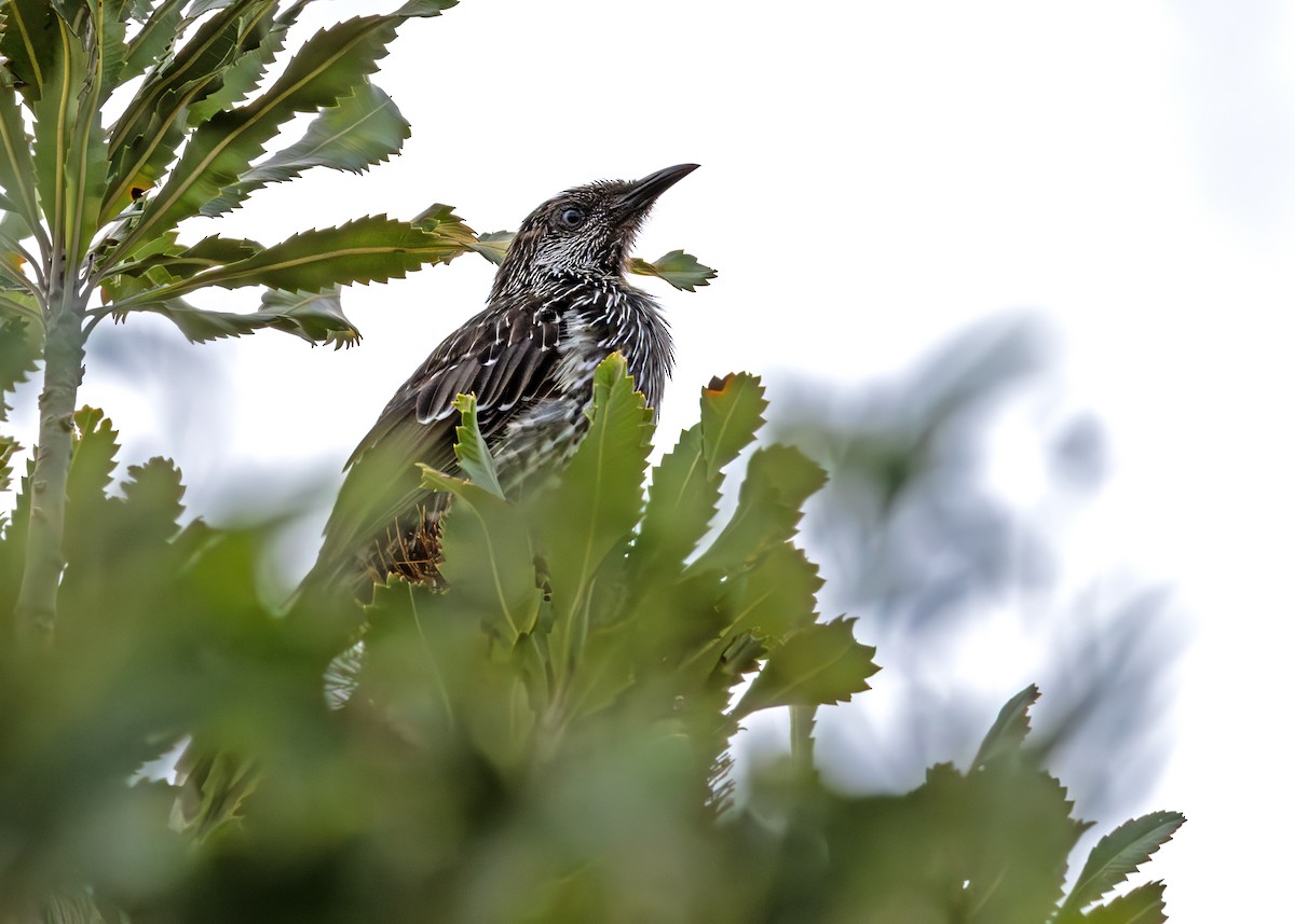 Little Wattlebird - ML641293387