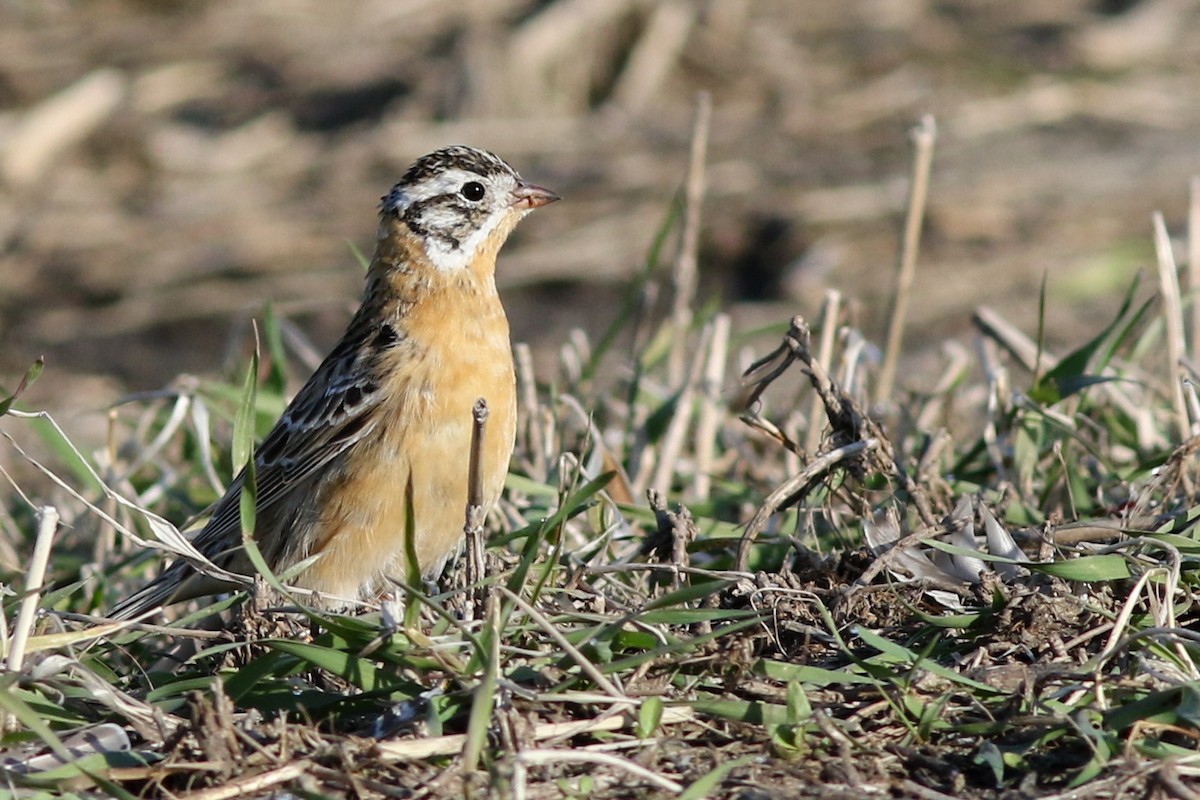 Smith's Longspur - ML641293389