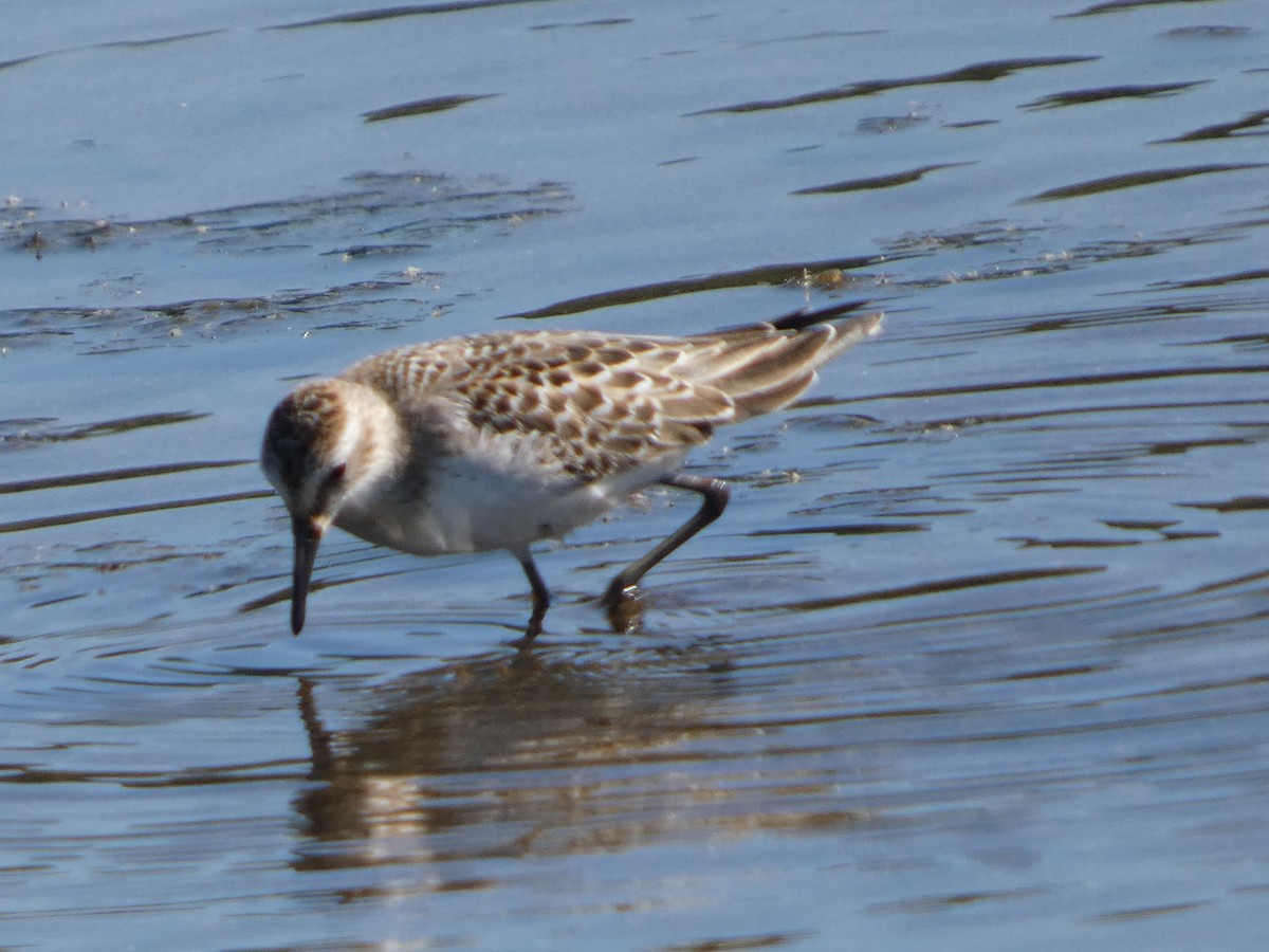 Semipalmated Sandpiper - ML641293416