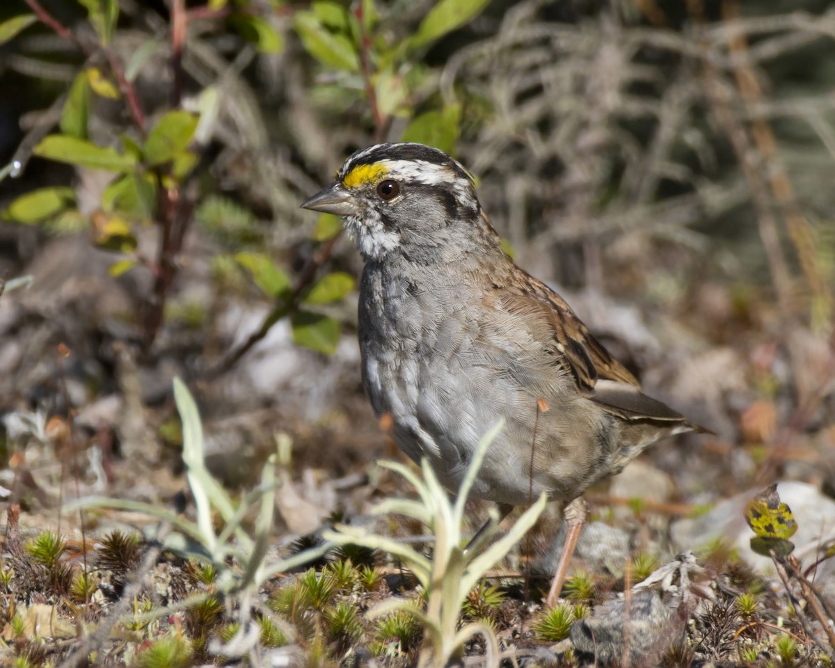 White-throated Sparrow - ML641293444